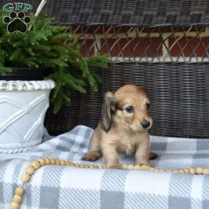 Sundae, Dachshund Puppy